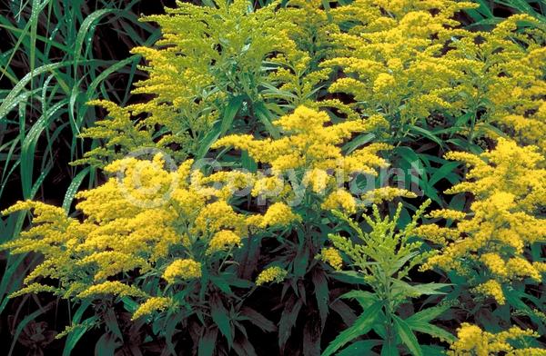 Yellow blooms; Deciduous; Broadleaf; North American Native