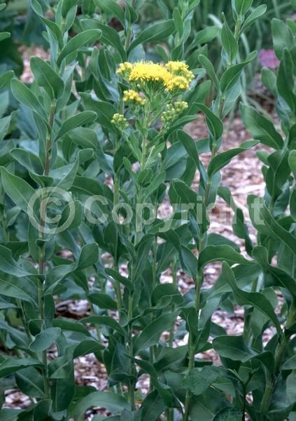 Yellow blooms; Deciduous; Broadleaf; North American Native