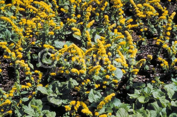 Yellow blooms; Deciduous; Broadleaf; North American Native