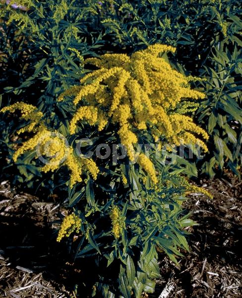 Yellow blooms; Deciduous; Broadleaf