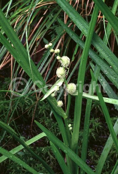 White blooms; Deciduous; North American Native