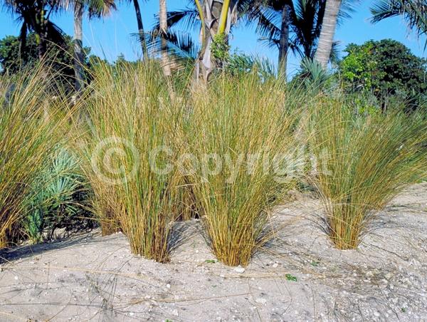 Brown blooms; Evergreen; North American Native