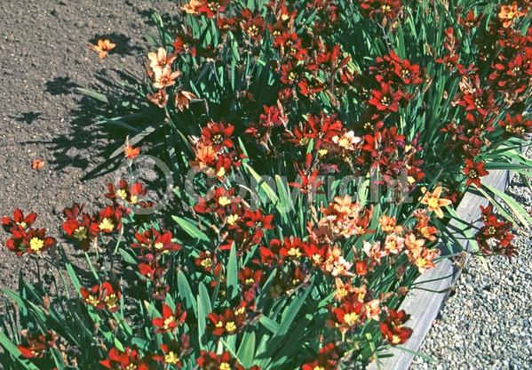 Red blooms; Orange blooms; Yellow blooms; Purple blooms; White blooms