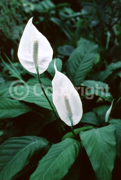 White blooms; Evergreen
