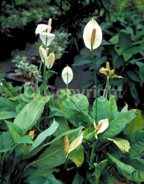 White blooms; Evergreen