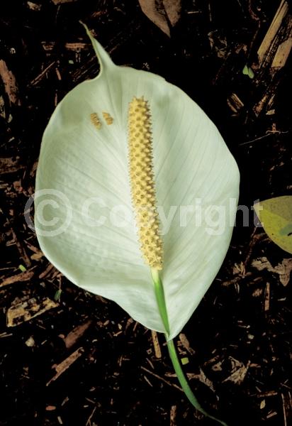 White blooms; Evergreen