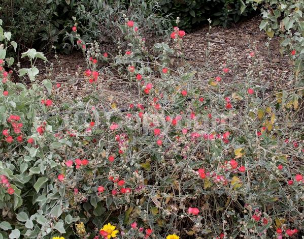 Orange blooms; Pink blooms; North American Native