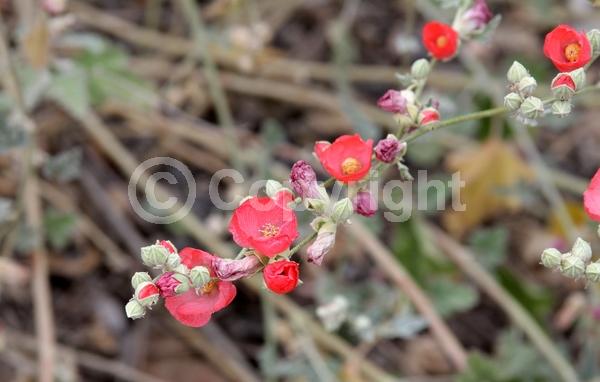 Orange blooms; Pink blooms; North American Native
