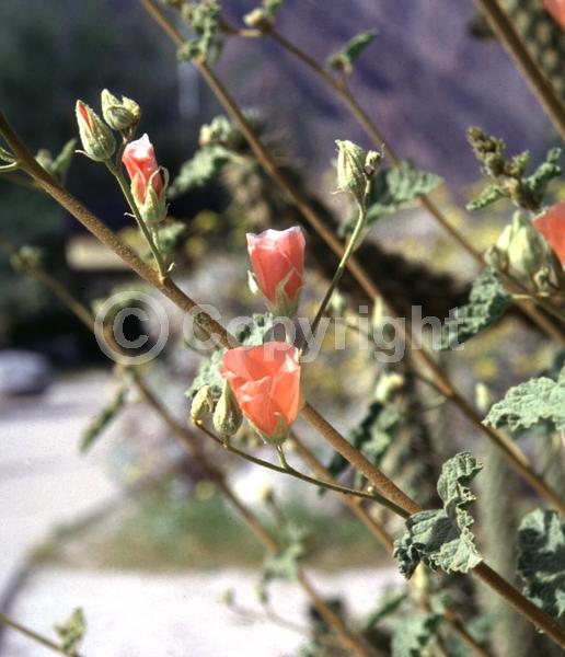 Orange blooms; Pink blooms; North American Native