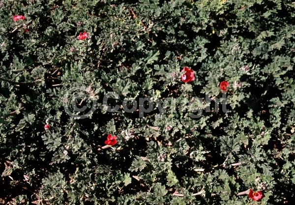 Orange blooms; Pink blooms; North American Native