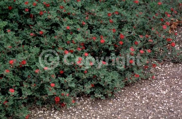 Orange blooms; Pink blooms; North American Native