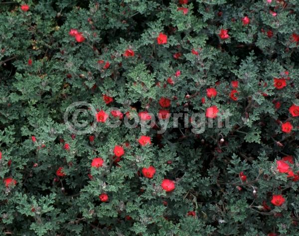Orange blooms; Pink blooms; North American Native