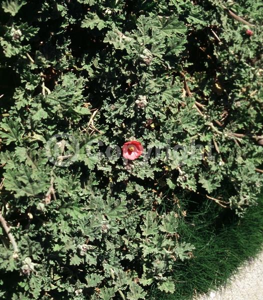 Orange blooms; Pink blooms; North American Native