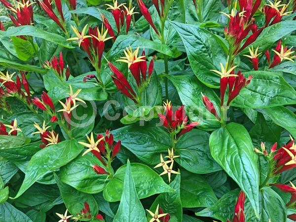 Red blooms; North American Native