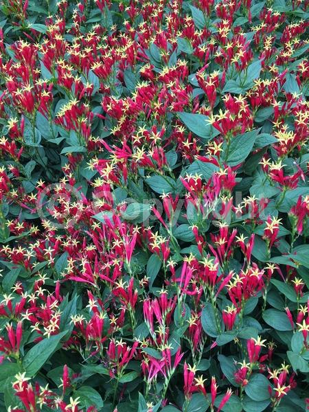 Red blooms; North American Native