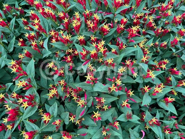 Red blooms; North American Native