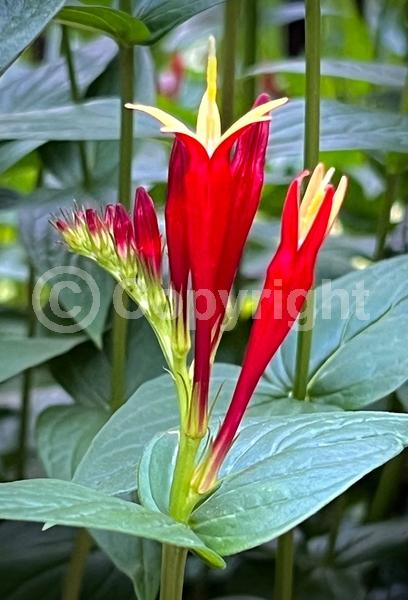 Red blooms; North American Native