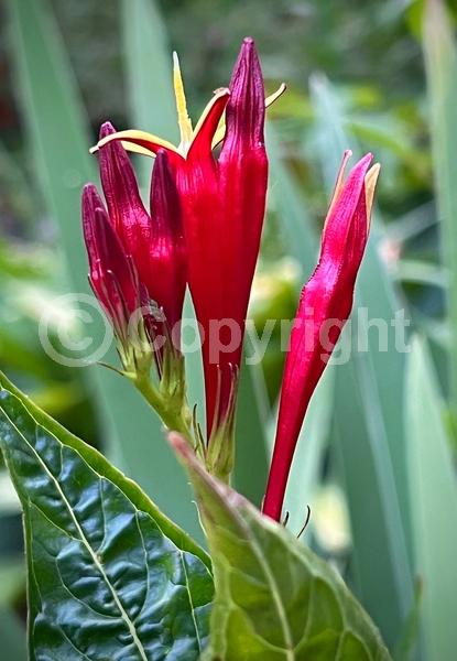 Red blooms; North American Native