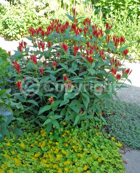 Red blooms; North American Native