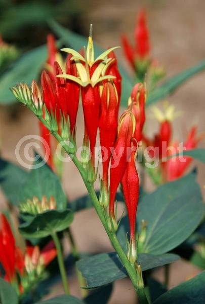 Red blooms; North American Native