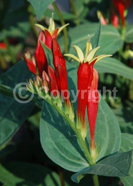 Red blooms; North American Native