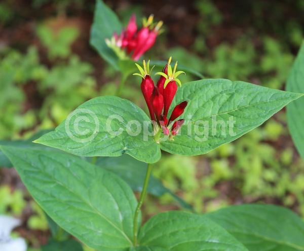 Red blooms; North American Native