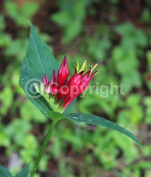 Red blooms; North American Native