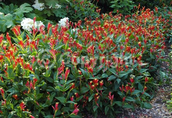 Red blooms; North American Native