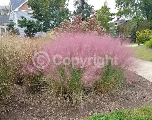 Pink blooms; Evergreen; Semi-evergreen; North American Native
