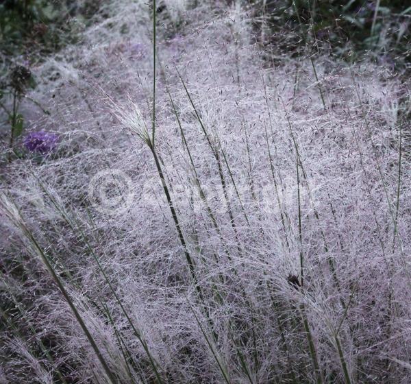 Pink blooms; Evergreen; Semi-evergreen; North American Native