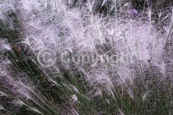 Pink blooms; Evergreen; Semi-evergreen; North American Native