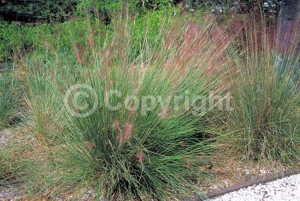 Pink blooms; Evergreen; Semi-evergreen; North American Native