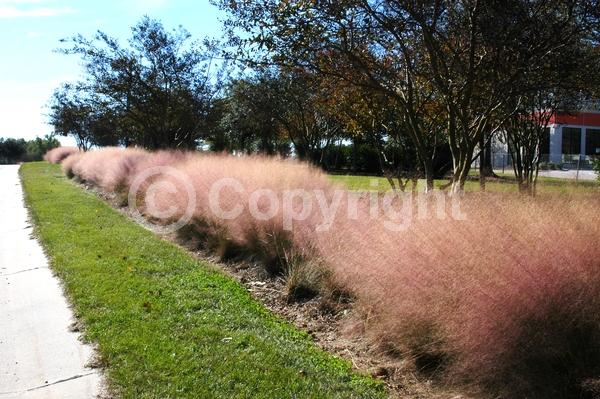 Pink blooms; Evergreen; Semi-evergreen; North American Native