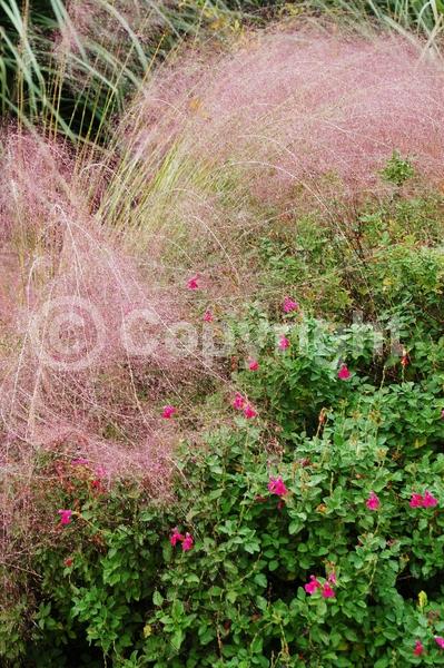Pink blooms; Evergreen; Semi-evergreen; North American Native