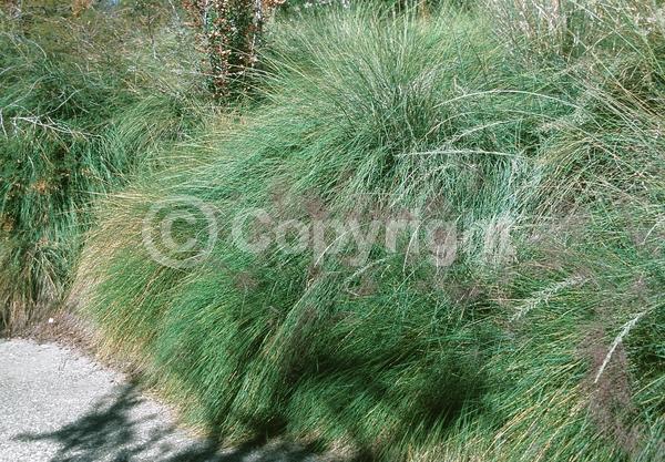 Pink blooms; Evergreen; Semi-evergreen; North American Native