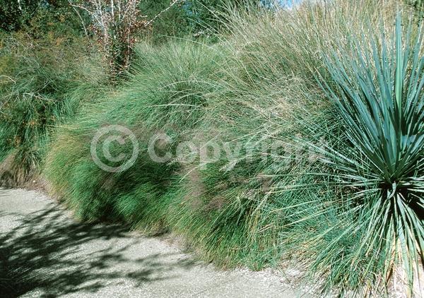 Pink blooms; Evergreen; Semi-evergreen; North American Native