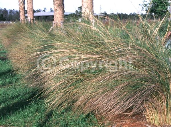 Pink blooms; Evergreen; Semi-evergreen; North American Native