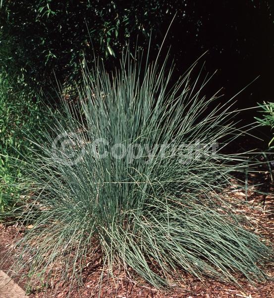 Deciduous; Broadleaf