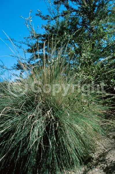 Deciduous; Broadleaf