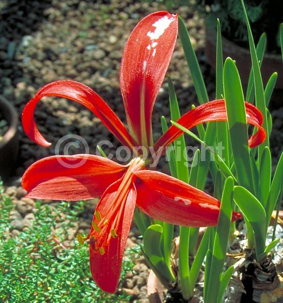 Red blooms; North American Native