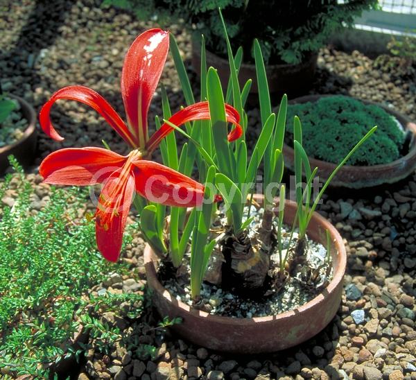 Red blooms; North American Native
