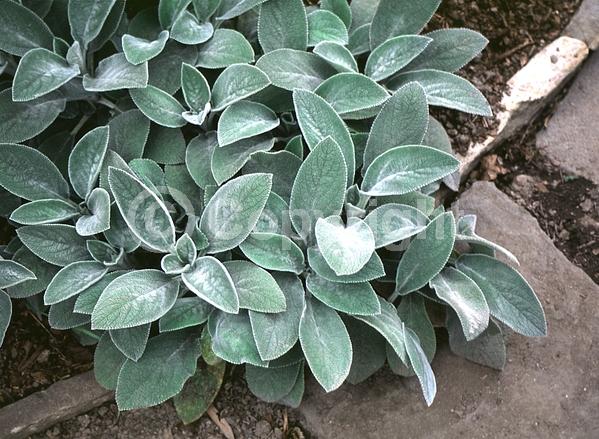 Lavender blooms; Evergreen; Needles or needle-like leaf