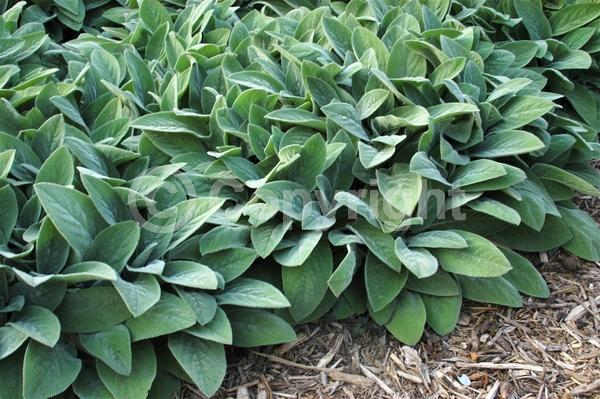 Purple blooms; Pink blooms; Evergreen; Needles or needle-like leaf