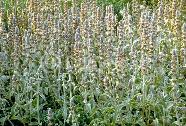 Purple blooms; Pink blooms; Evergreen; Needles or needle-like leaf