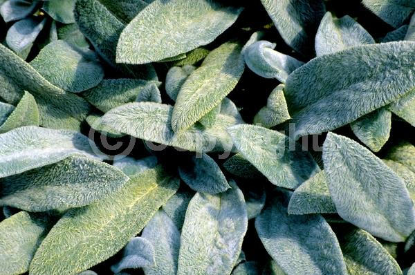 Purple blooms; Pink blooms; Evergreen; Needles or needle-like leaf
