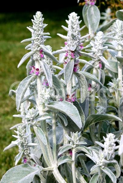 Purple blooms; Pink blooms; Evergreen; Needles or needle-like leaf