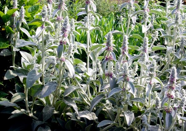 Purple blooms; Pink blooms; Evergreen; Needles or needle-like leaf