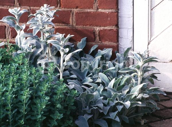 Purple blooms; Pink blooms; Evergreen; Needles or needle-like leaf