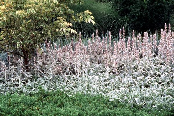 Purple blooms; Pink blooms; Evergreen; Needles or needle-like leaf