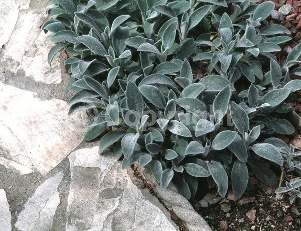 Purple blooms; Pink blooms; Evergreen; Needles or needle-like leaf